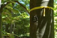 Friedwald Gemeinschaftsbaum